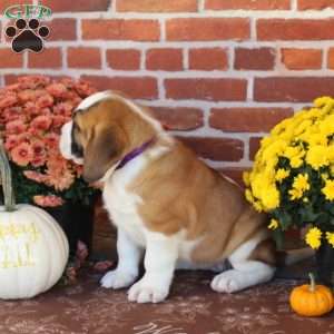 Jozie, Saint Bernard Puppy